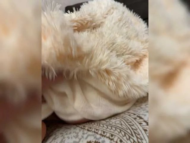 Neznost from BongaCams